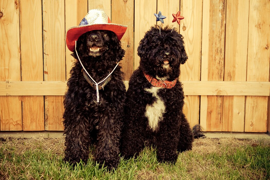 sacramento dog photographer miloumango Happy Fourth from the Tinywater Crew!!